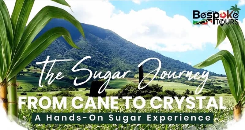 The Sugar Journey